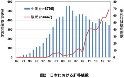 不全 余命 肝 肝不全 (かんふぜん)