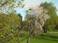 5月1日KIの庭の桜.jpg
